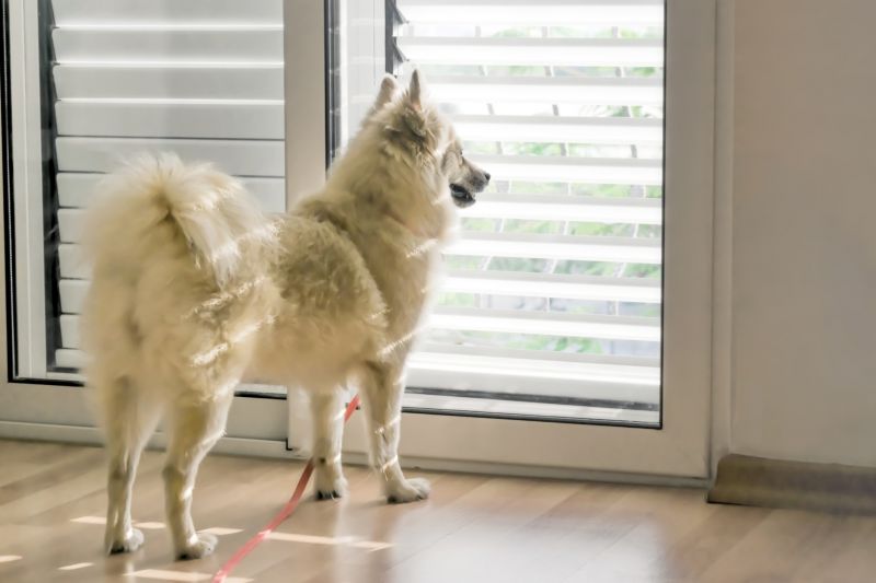Pet Access Through a Sliding Door